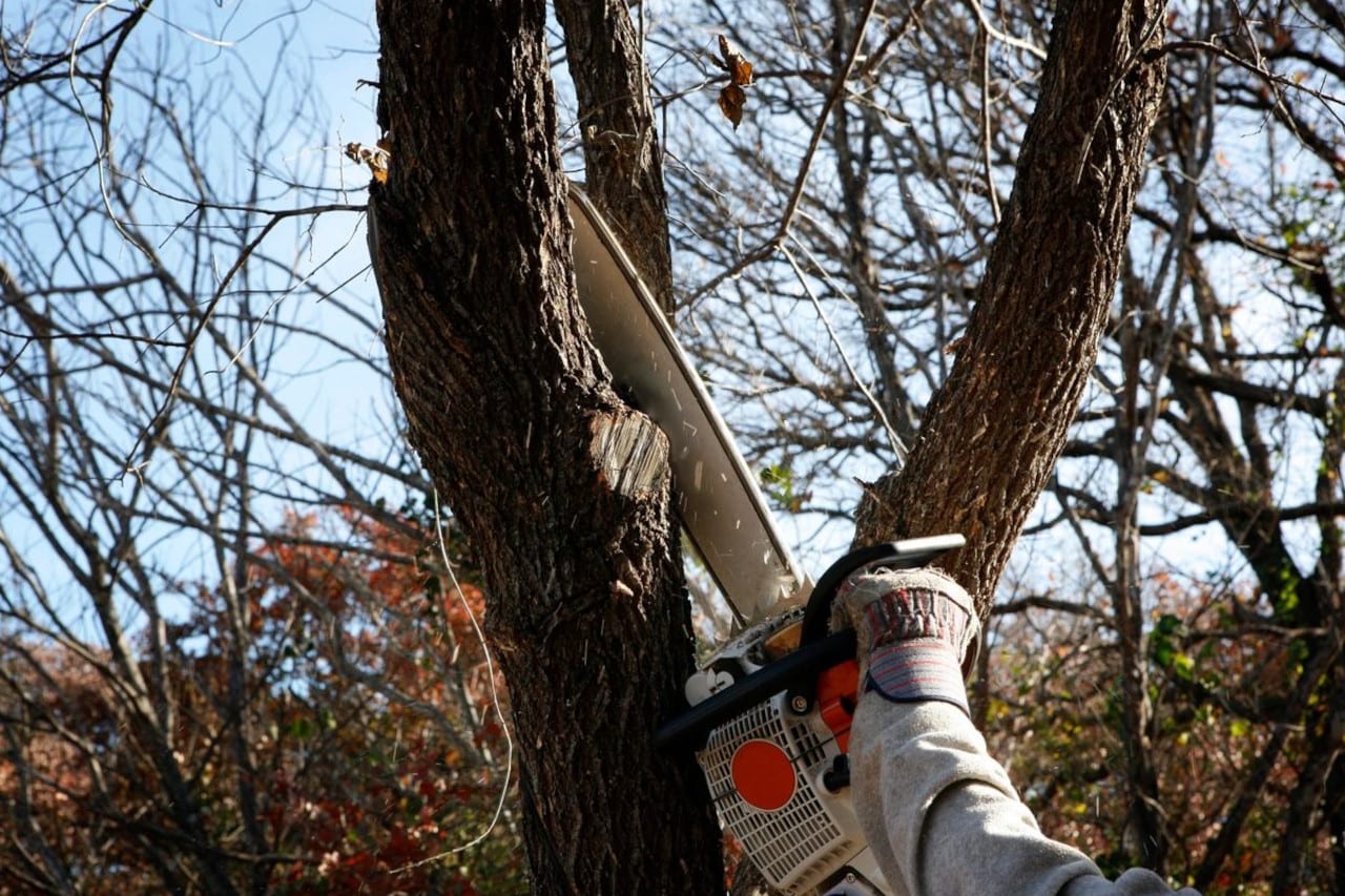 Vertically chopping down a tree