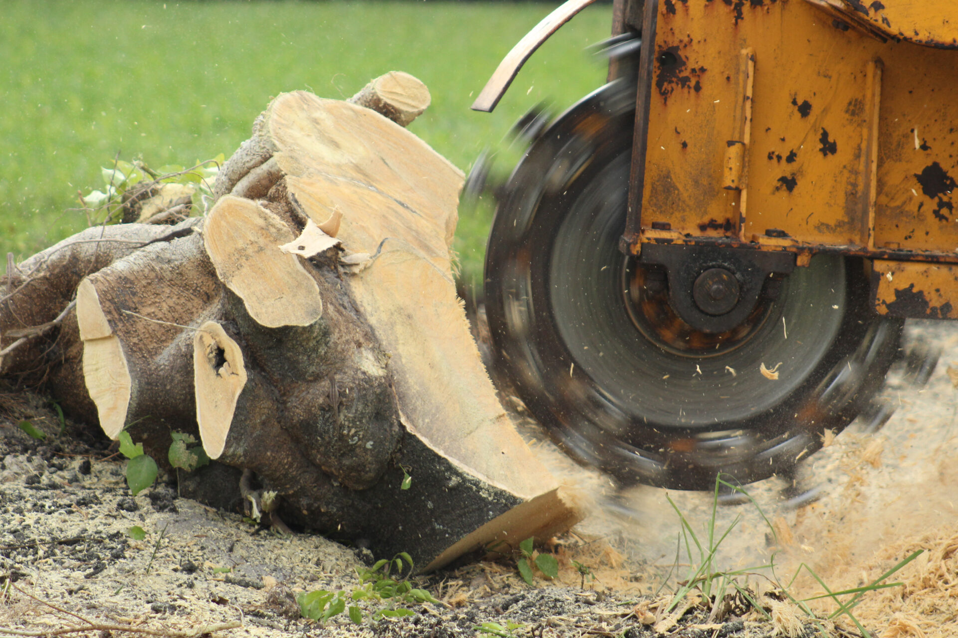 Using,A,Stump,Grinder,To,Remove,Fallen,Tree